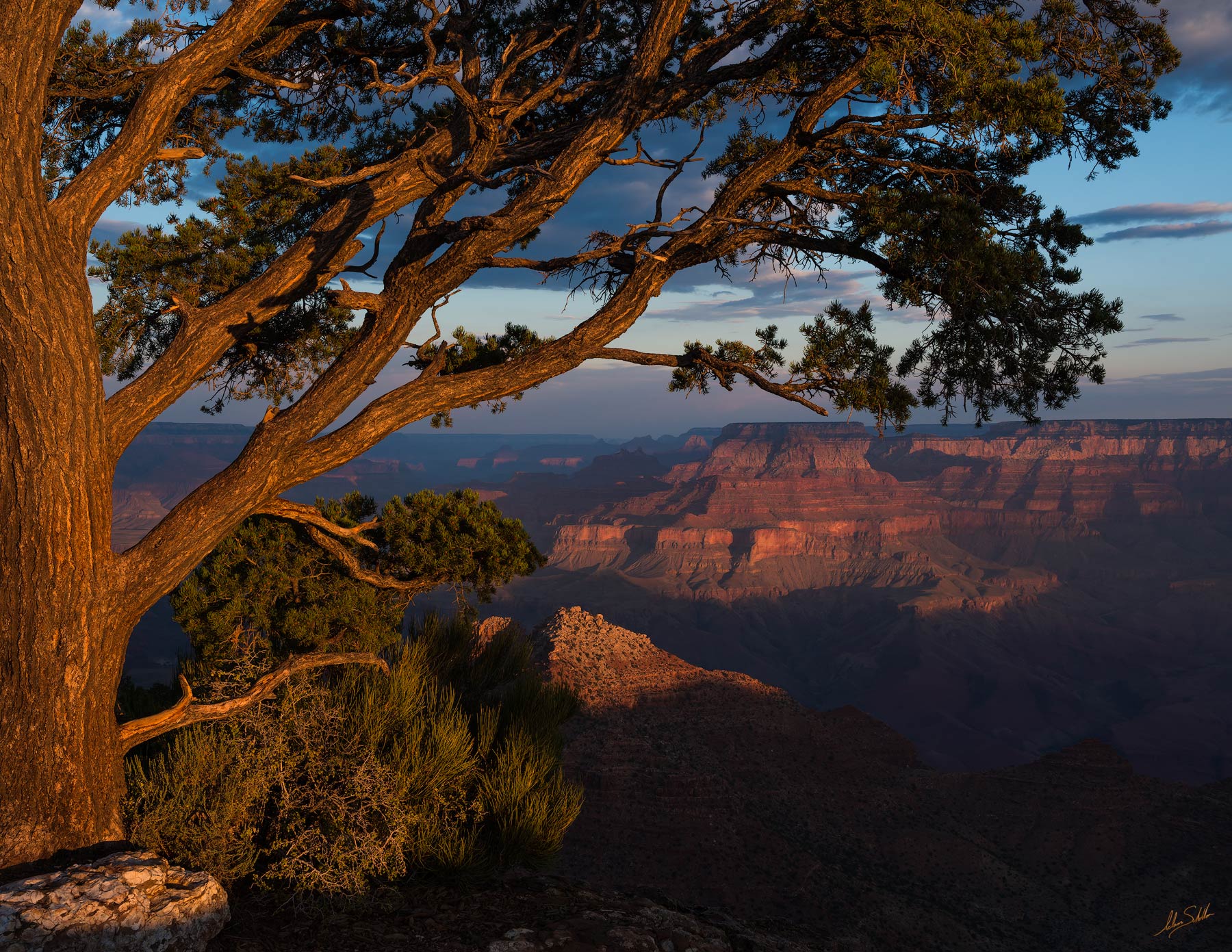 A tree on the rim of the Grand Canyon reaches out and catches the warm light of a summer sunrise. Photo © Adam Schallau, All...