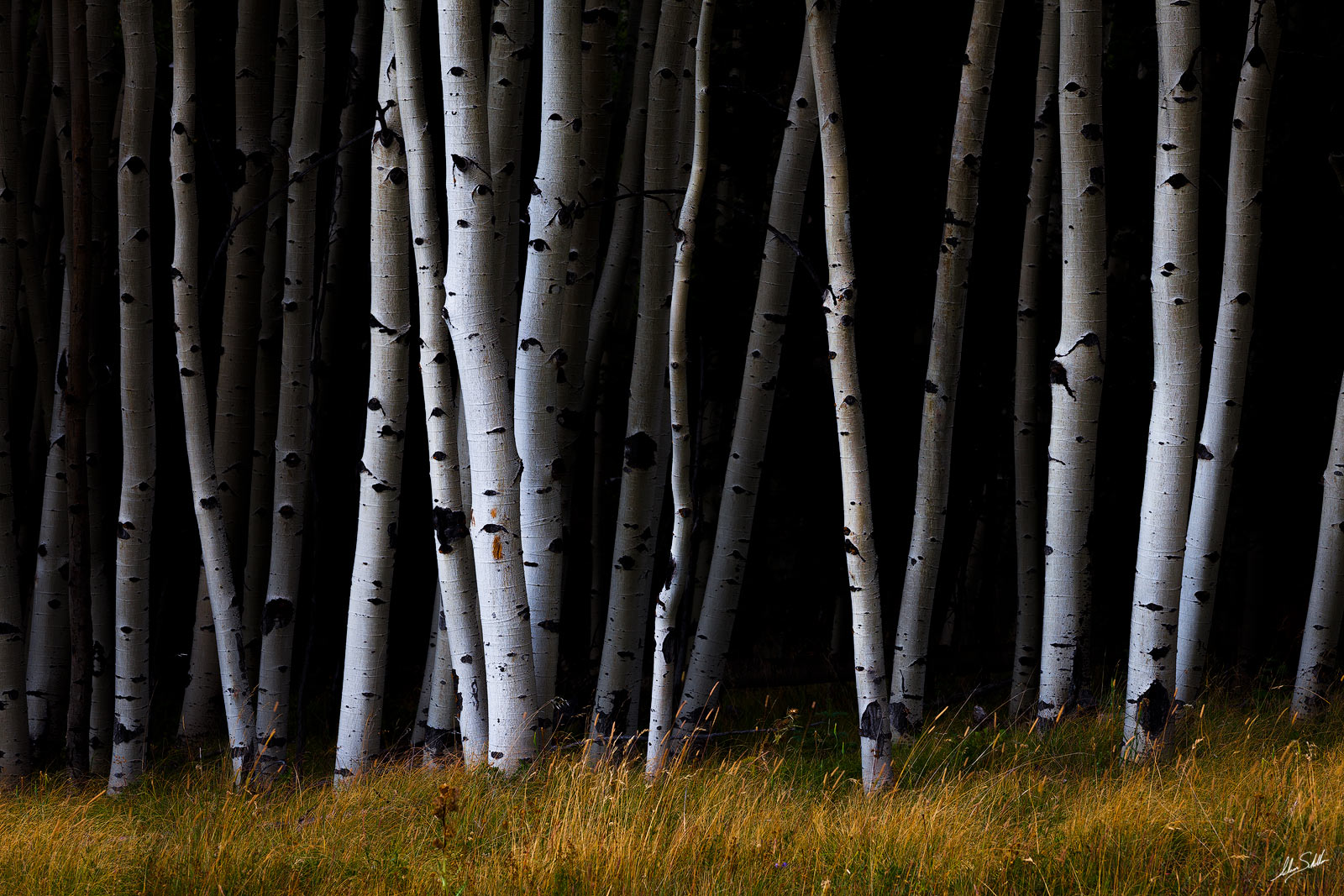 The white bark of aspen trees stands in stark contrast against the interior of a dense forest in northern New Mexico. © Adam...